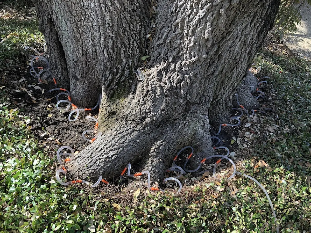 Detailed Tree Cabling and Bracing job site in Louisville